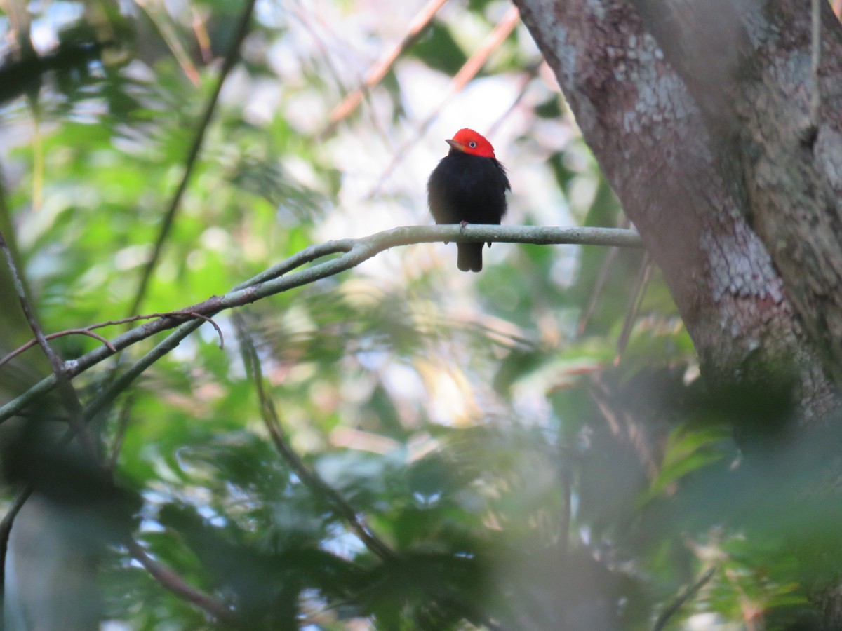 Red-capped Manakin - ML619635281