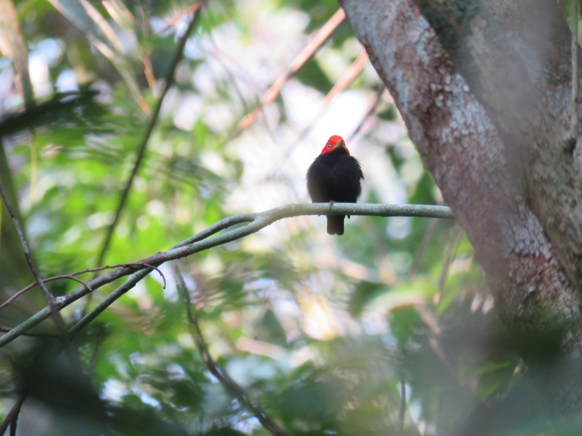Red-capped Manakin - ML619635284