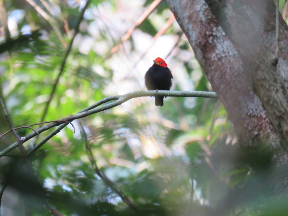 Red-capped Manakin - ML619635293