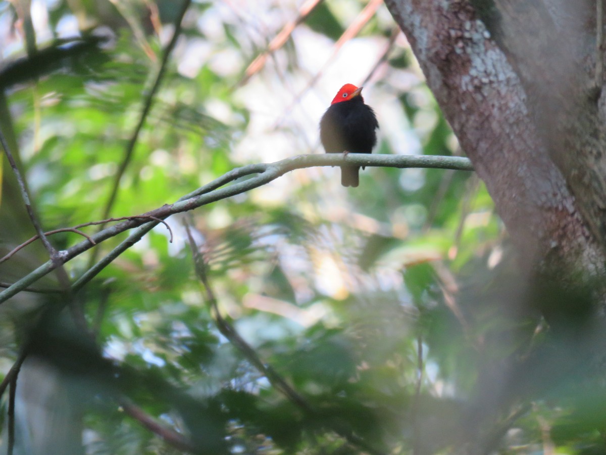 Red-capped Manakin - ML619635301