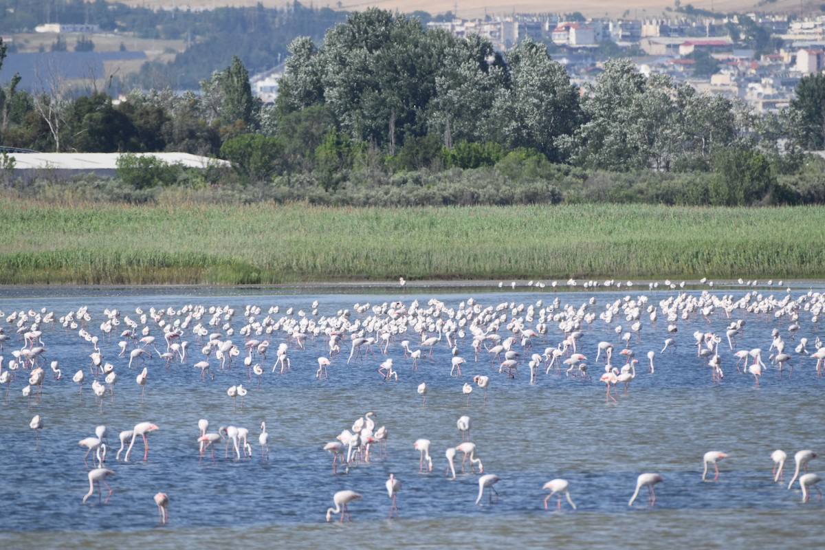 Greater Flamingo - Dimitris Dimopoulos