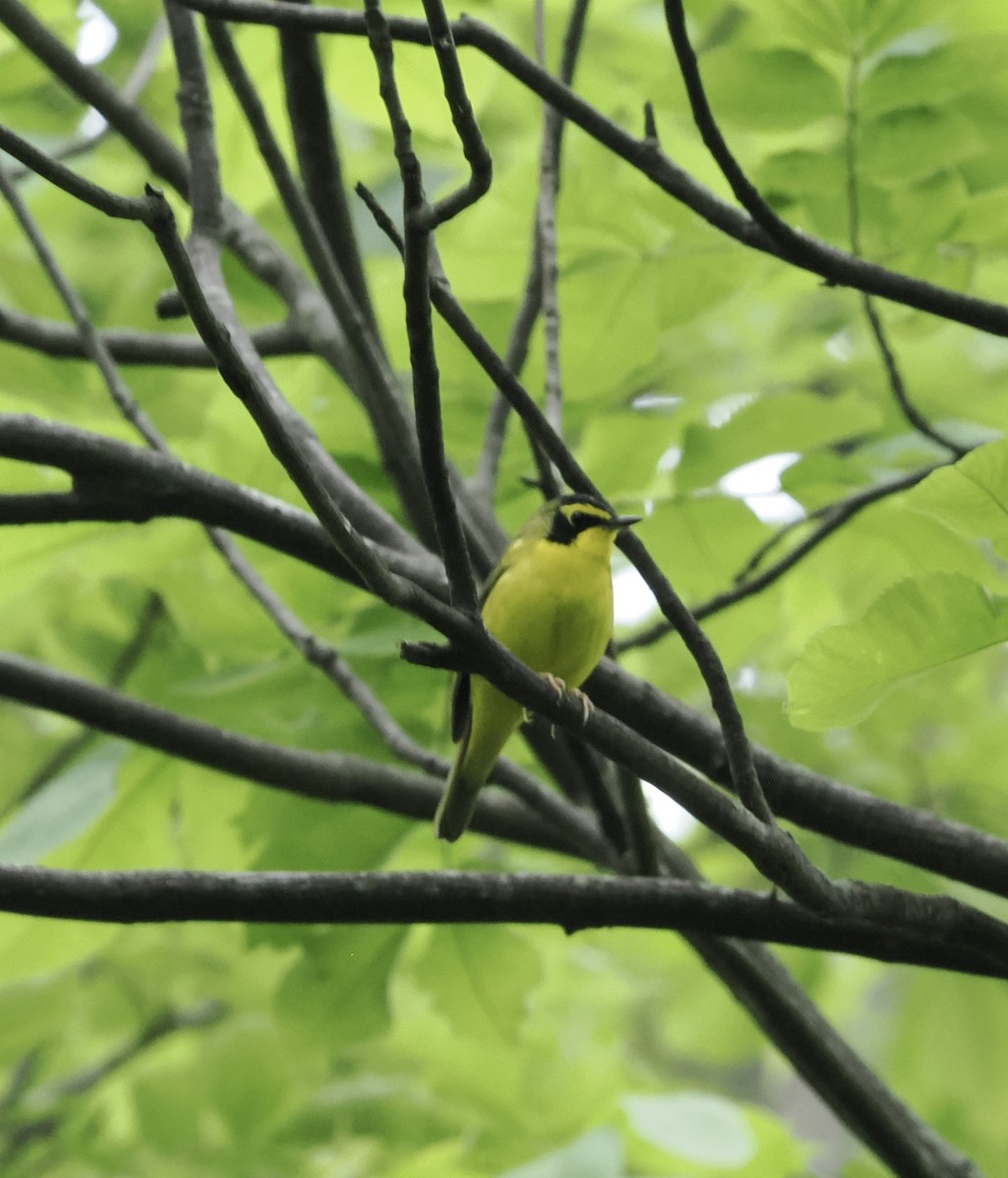 Kentucky Warbler - Donna Paterson