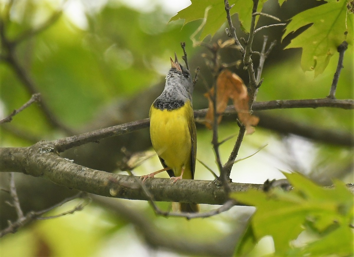 Mourning Warbler - Marcia Suchy