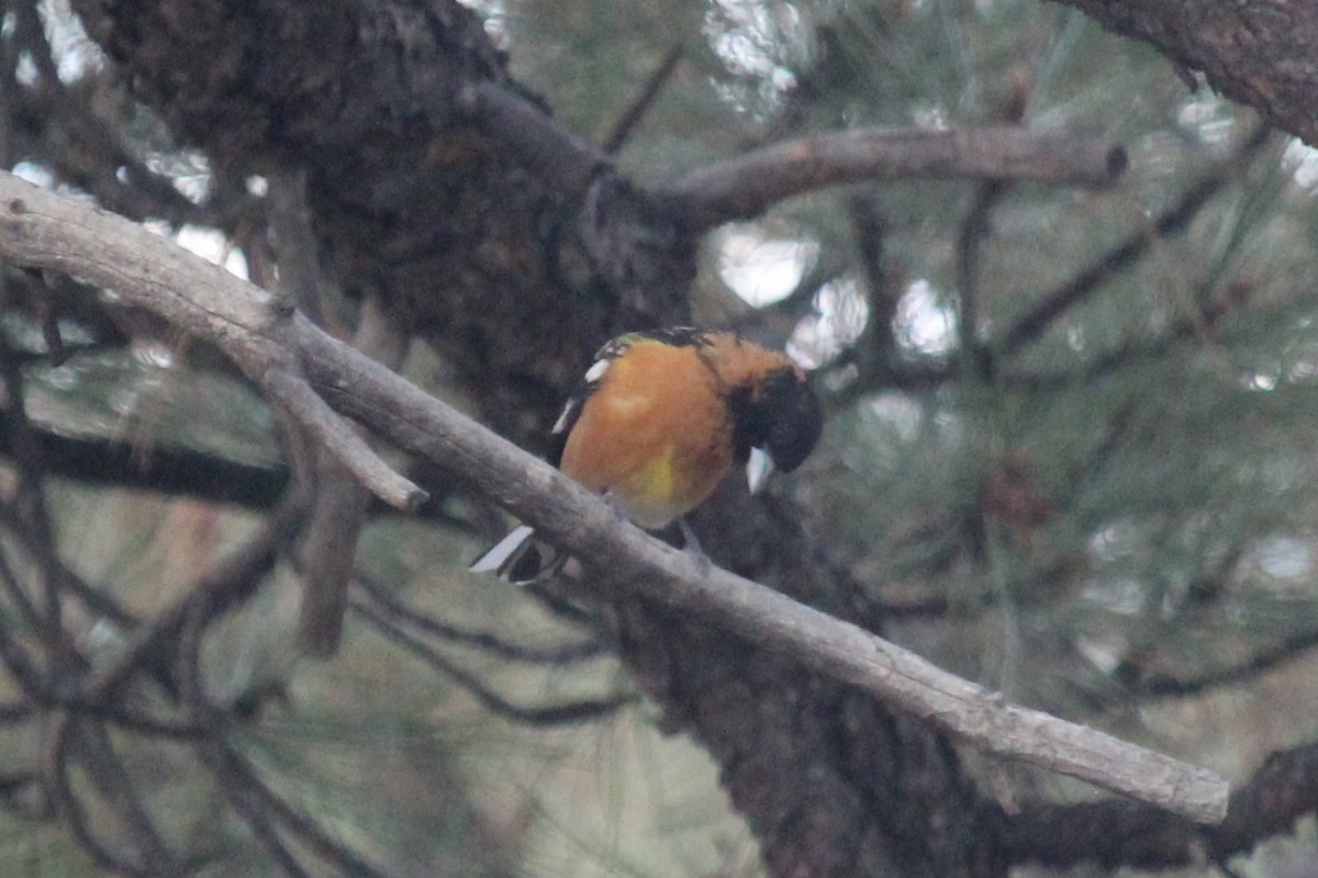 Black-headed Grosbeak - Connor Thomas