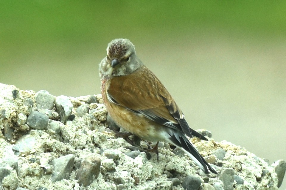 Eurasian Linnet - Blair Whyte