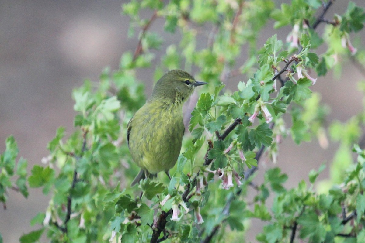 Orange-crowned Warbler - Connor Thomas