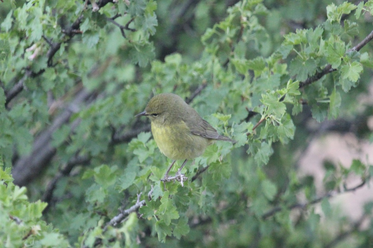 Orange-crowned Warbler - Connor Thomas