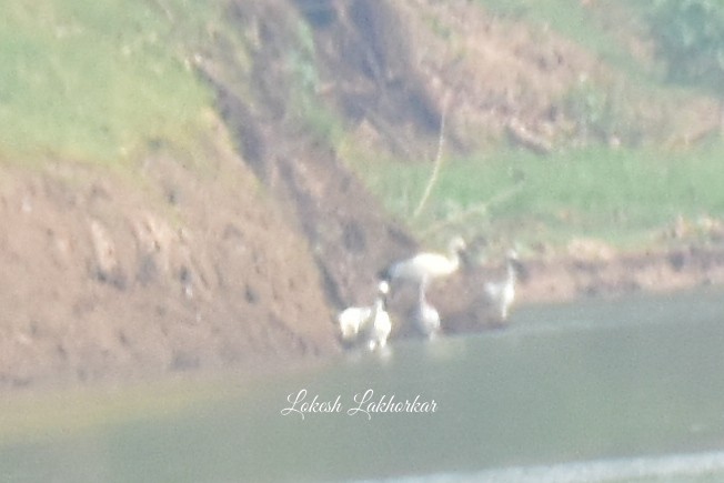 Eurasian Spoonbill - Lokesh Lakhorkar