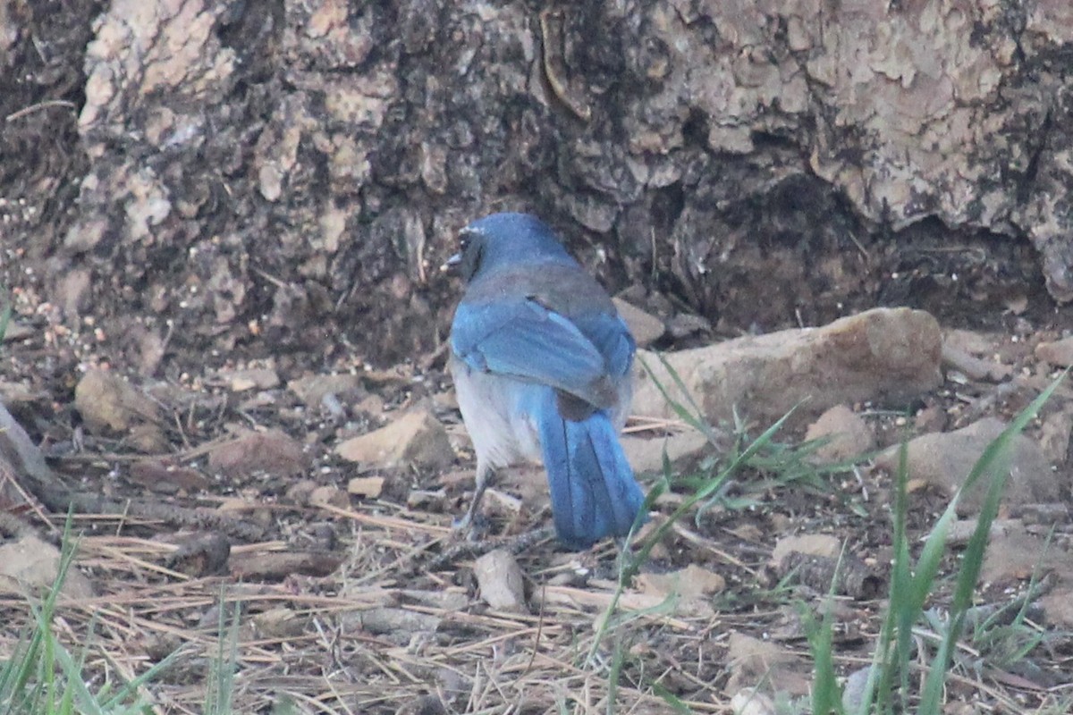 Woodhouse's Scrub-Jay - Connor Thomas