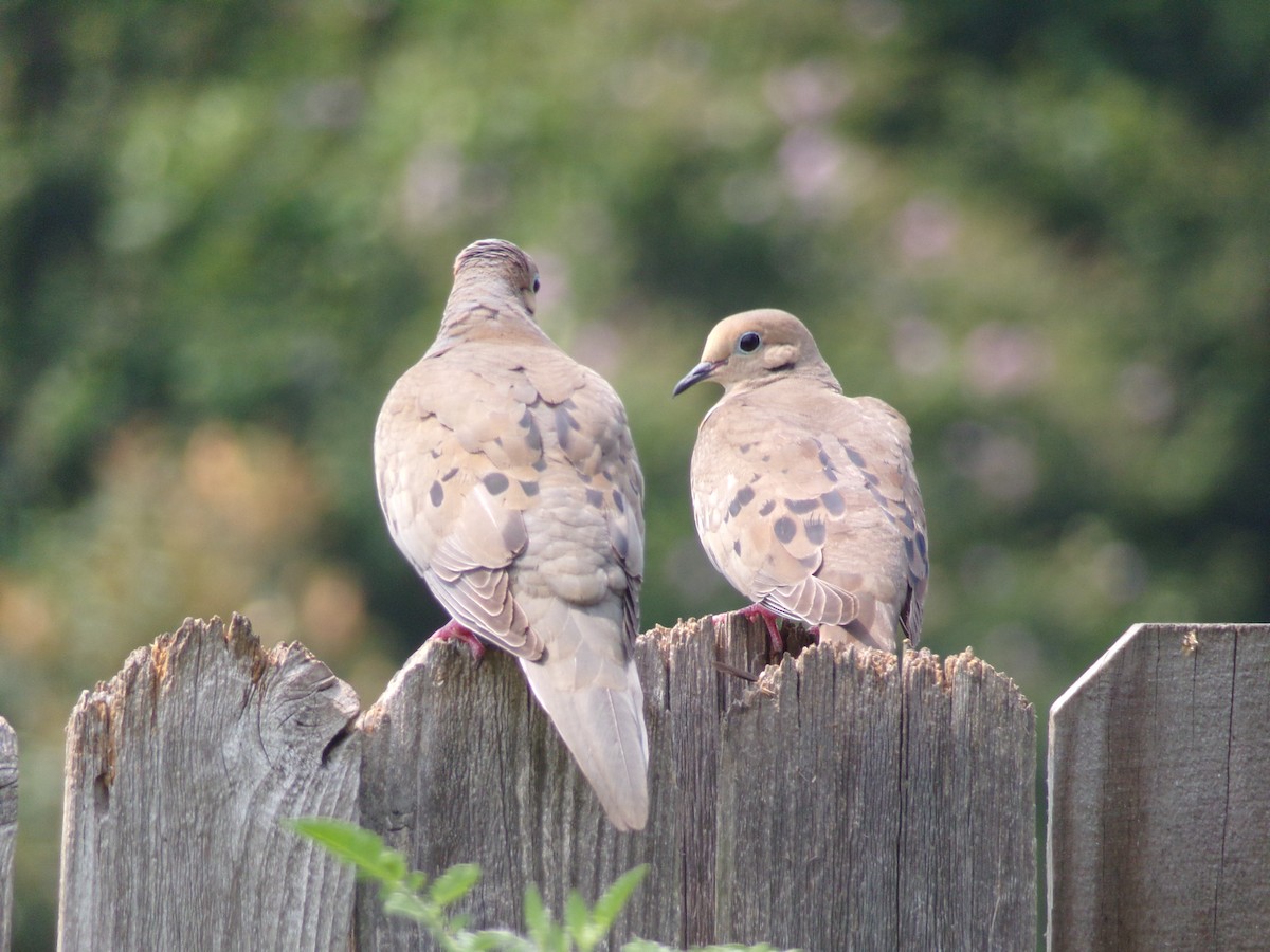 Mourning Dove - Texas Bird Family