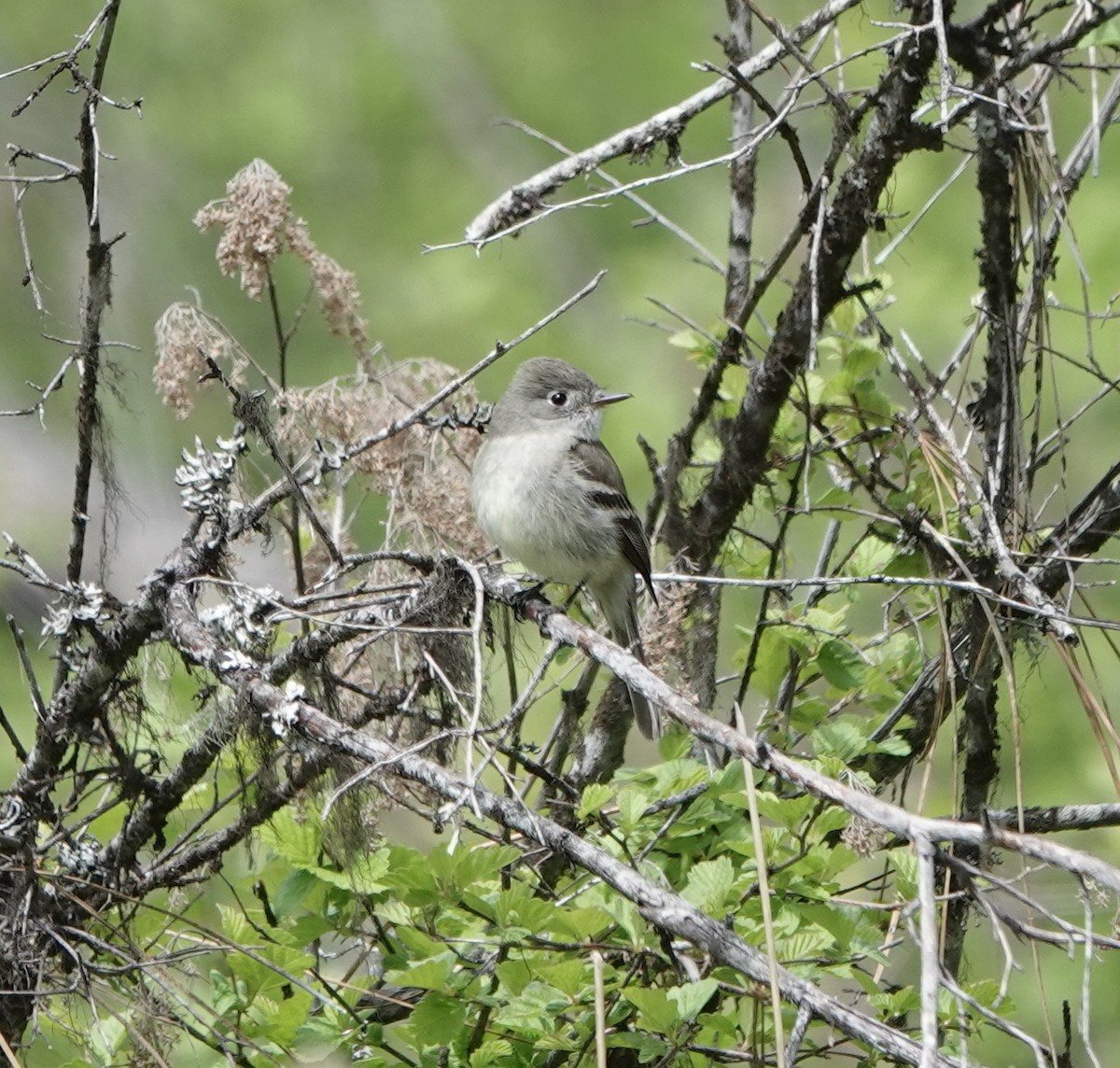 Dusky Flycatcher - ML619635364