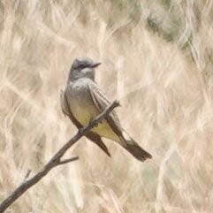 Cassin's Kingbird - leo wexler-mann