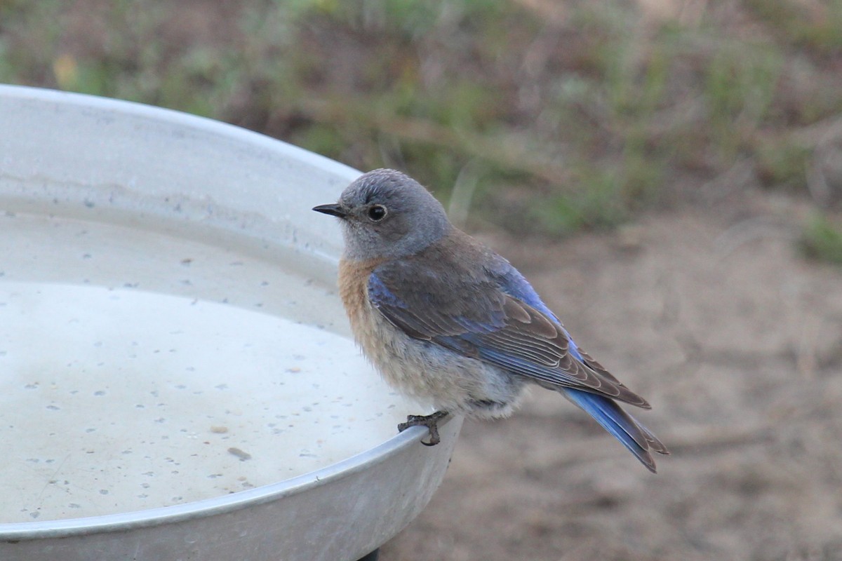 Western Bluebird - Connor Thomas