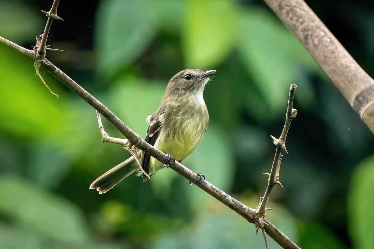 Olive-chested Flycatcher - ML619635371