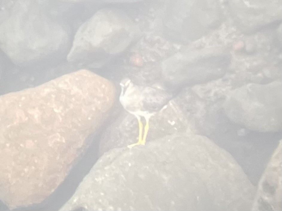 Wandering Tattler - Brandon Trentler