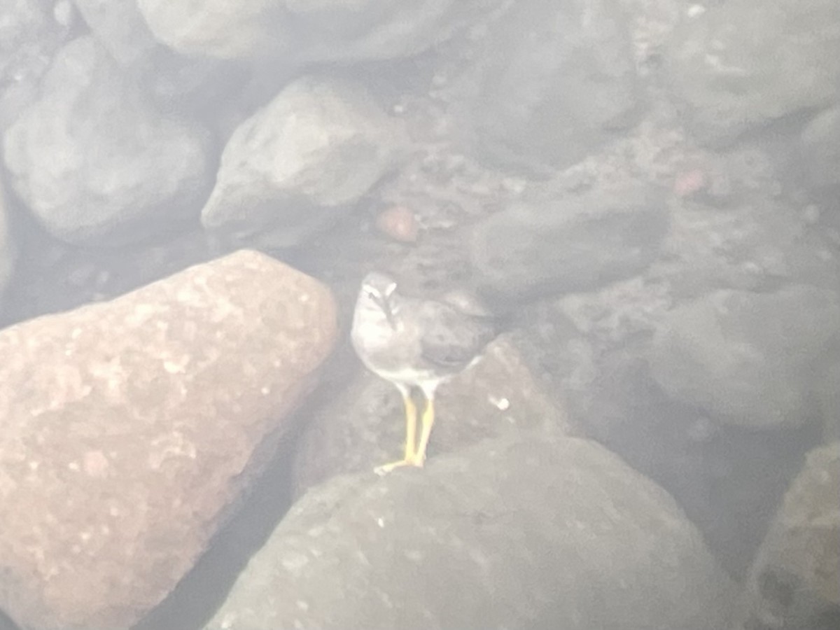 Wandering Tattler - Brandon Trentler