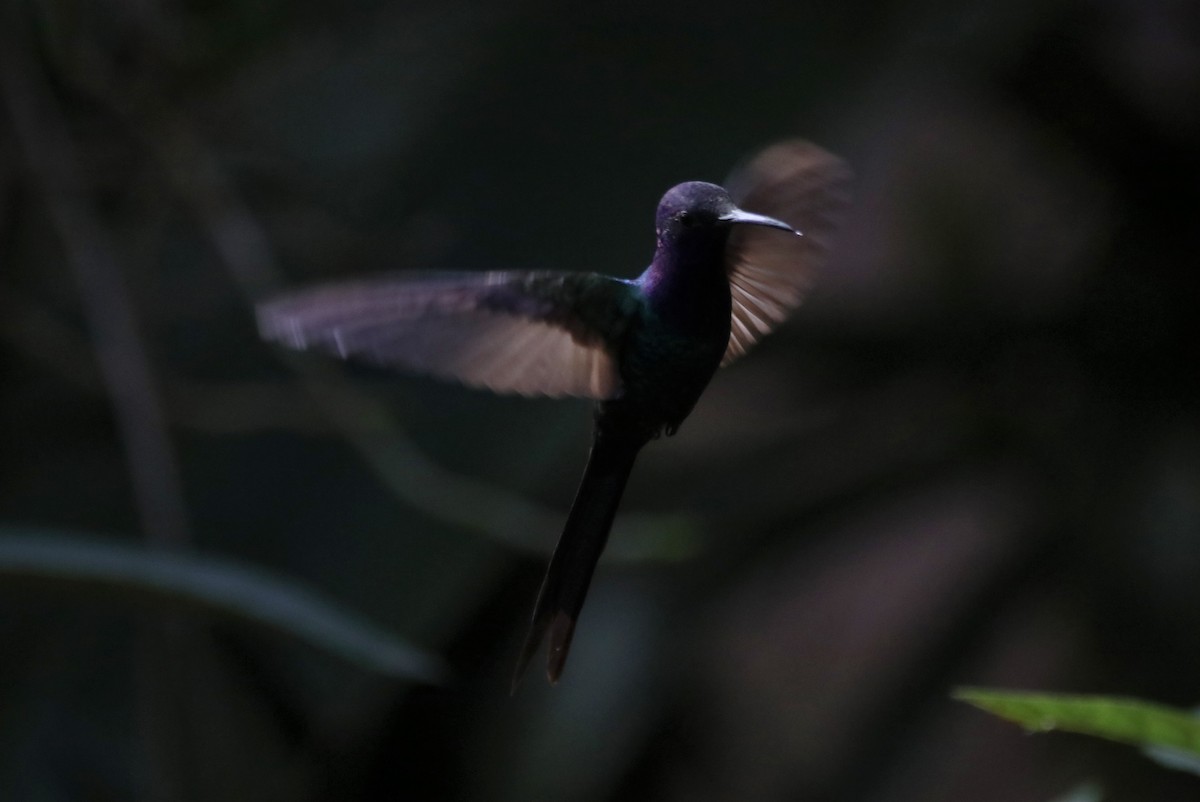 Swallow-tailed Hummingbird - Haydee Cabassi