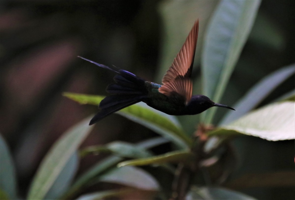 Swallow-tailed Hummingbird - Haydee Cabassi