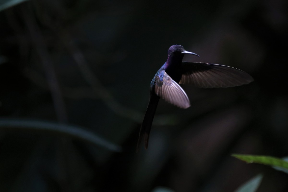 Swallow-tailed Hummingbird - Haydee Cabassi