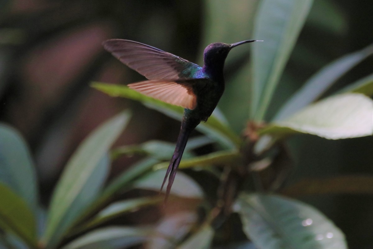 Swallow-tailed Hummingbird - Haydee Cabassi