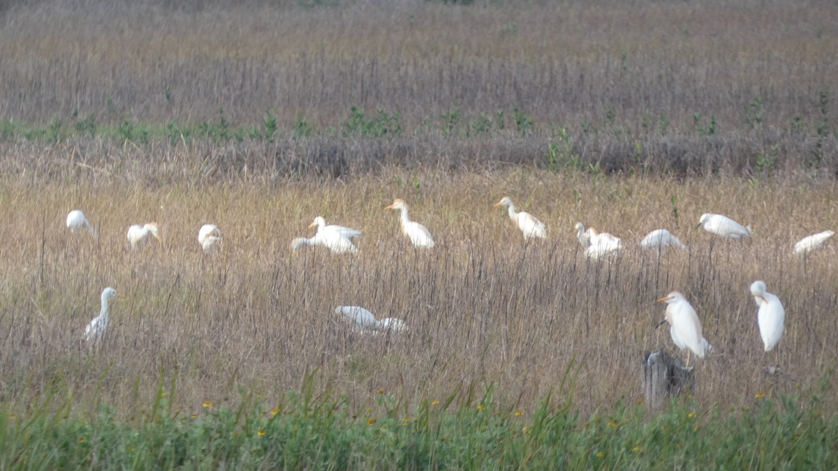 Western Cattle Egret - Lynn Hollerman