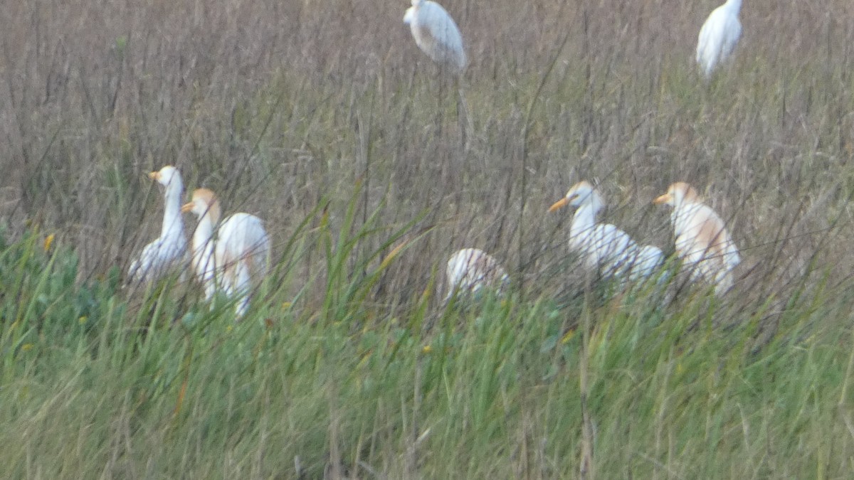 Western Cattle Egret - Lynn Hollerman