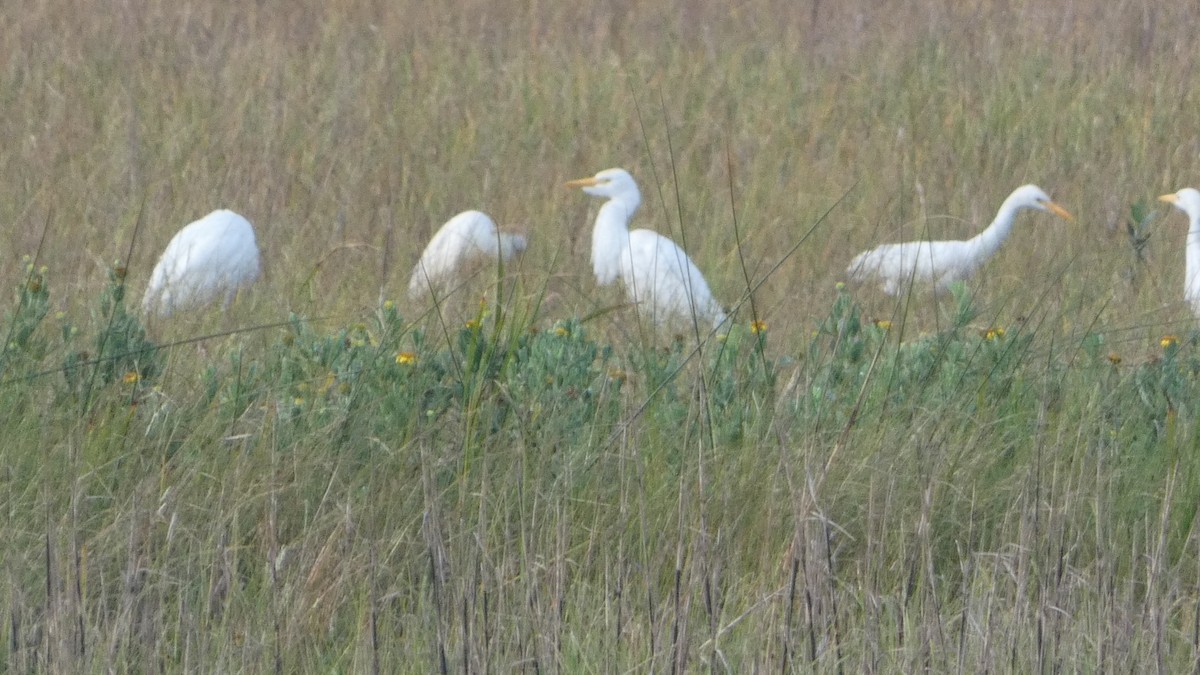 Western Cattle Egret - Lynn Hollerman