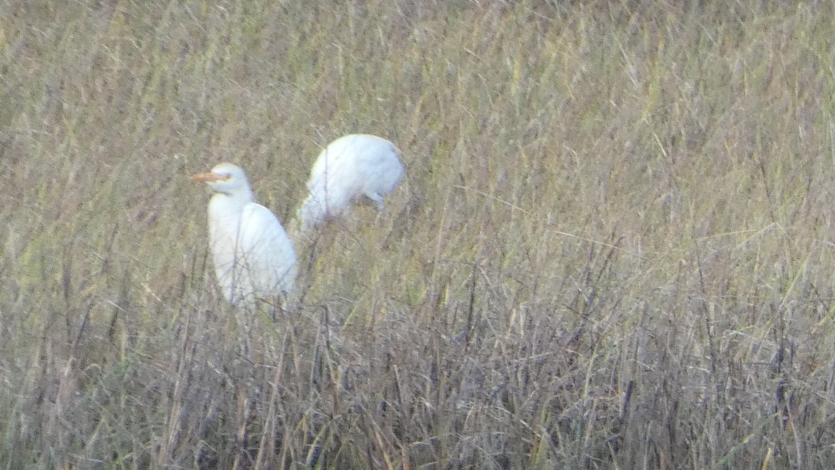 Western Cattle Egret - Lynn Hollerman