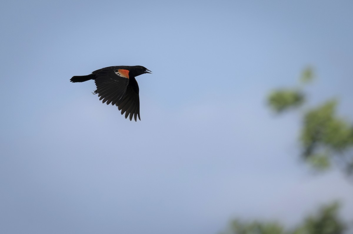 Red-winged Blackbird - helena rovner