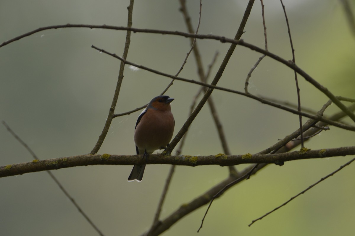 Common Chaffinch - Dominique Blanc