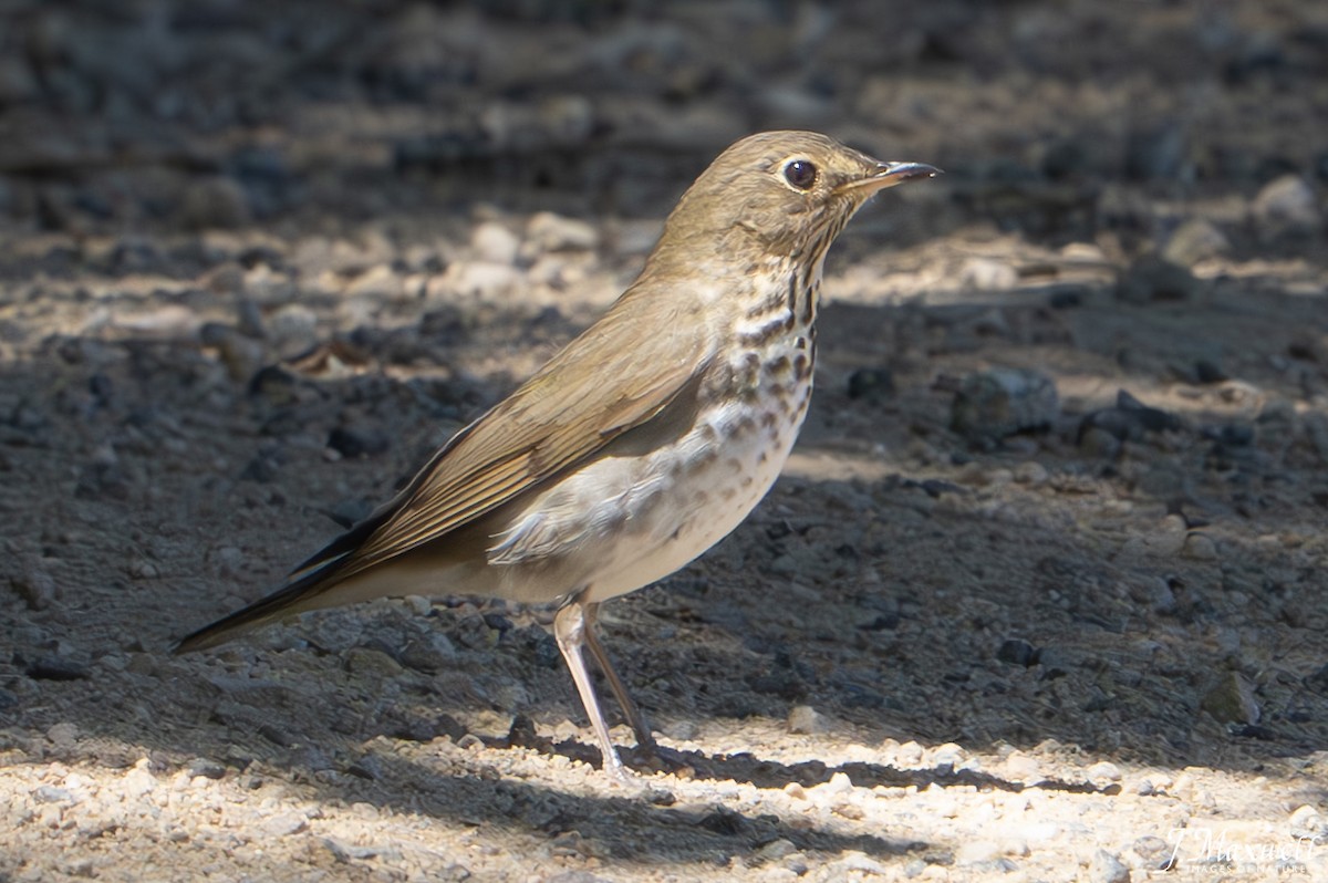 Swainson's Thrush - ML619635414