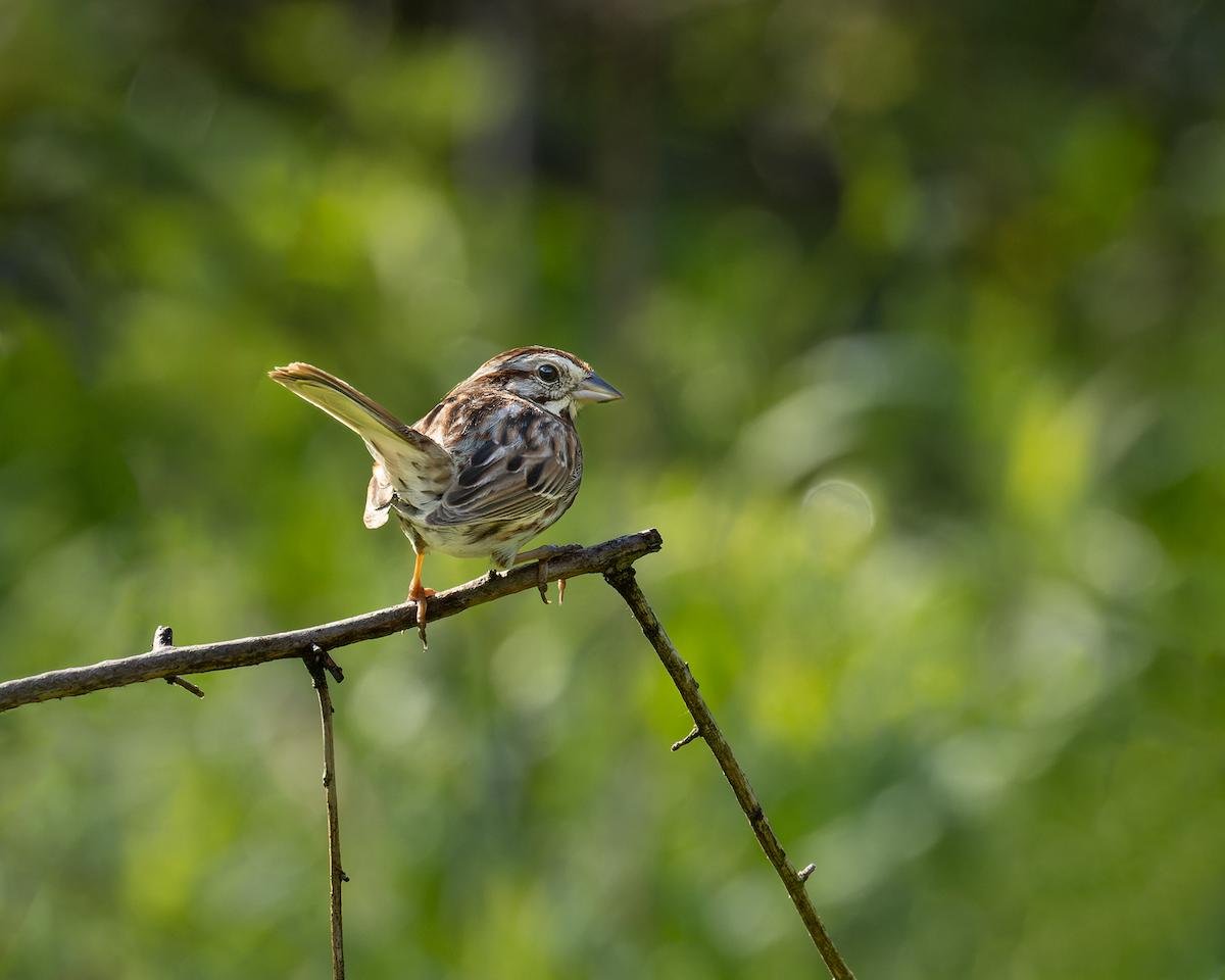 Song Sparrow - Amber Joseph