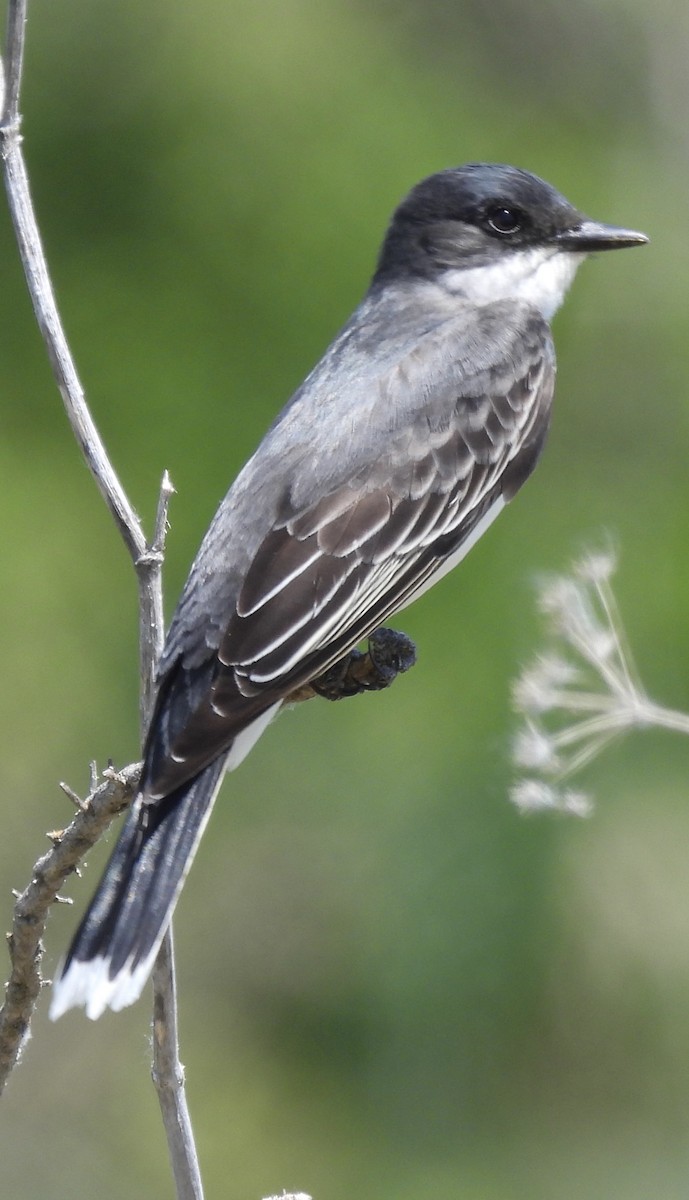 Eastern Kingbird - ML619635426