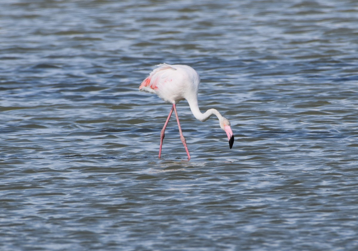 Greater Flamingo - Dimitris Dimopoulos