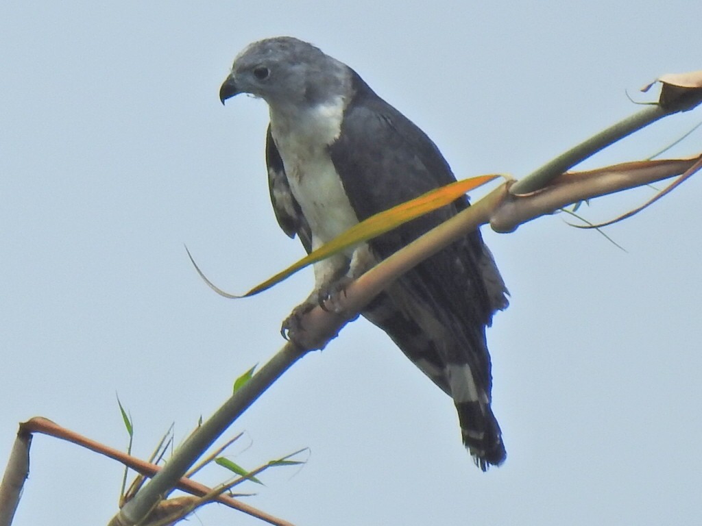 Gray-headed Kite - Justin Harris