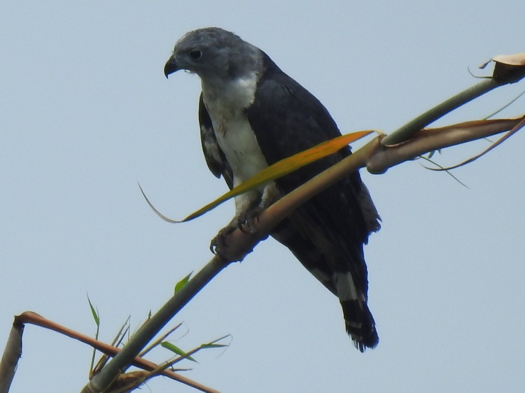 Gray-headed Kite - Justin Harris