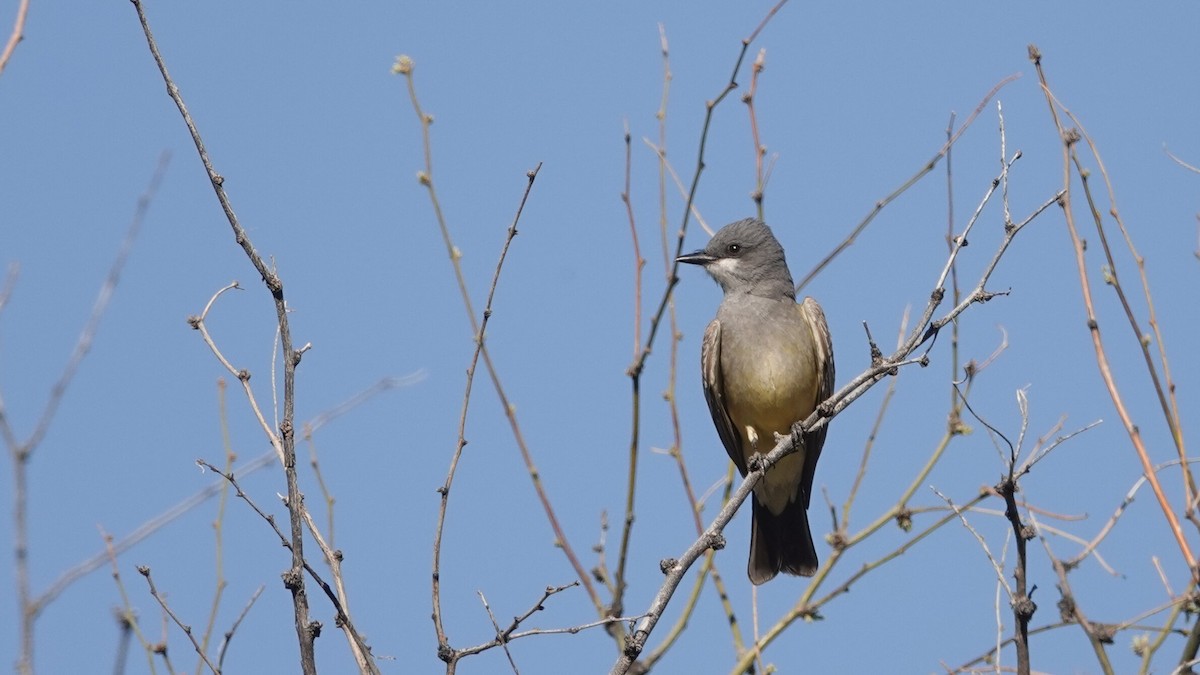 Cassin's Kingbird - leo wexler-mann