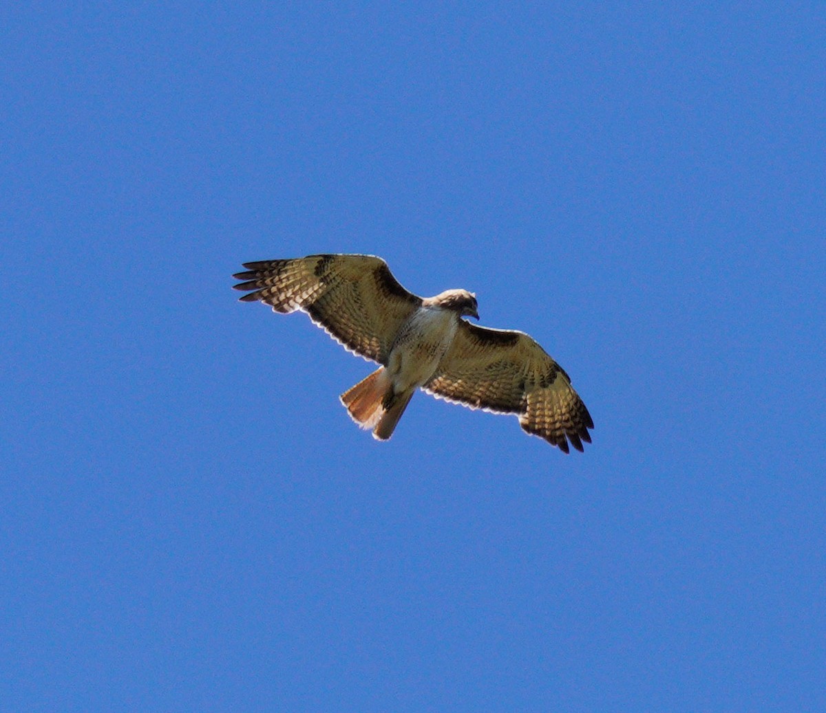 Red-tailed Hawk - ML619635455