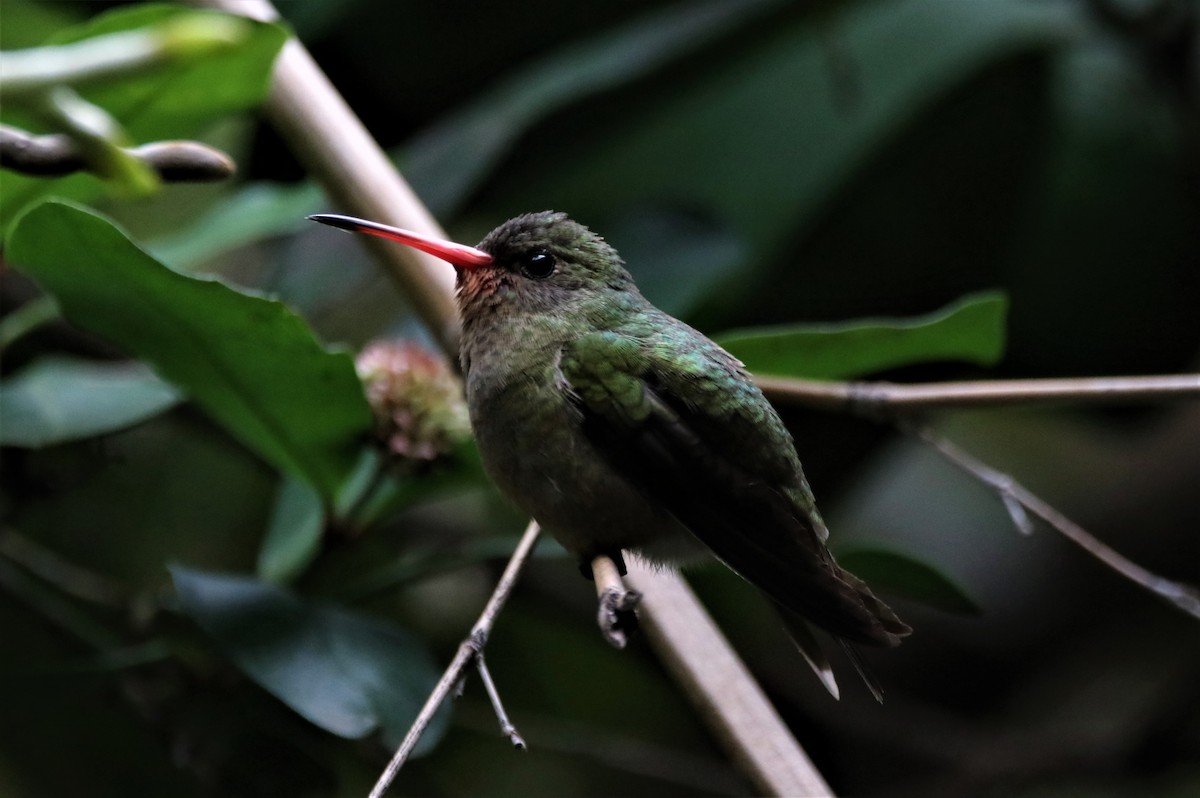 Gilded Hummingbird - Haydee Cabassi