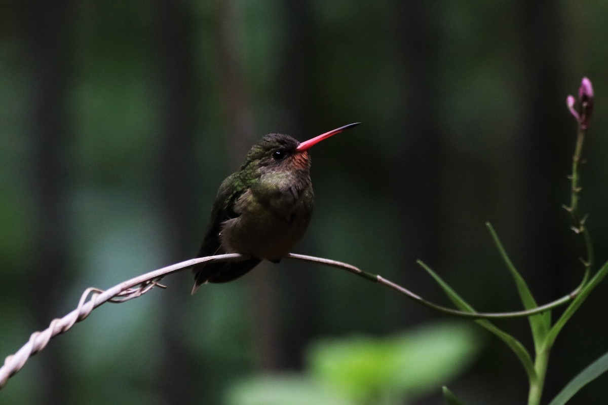 Gilded Hummingbird - Haydee Cabassi