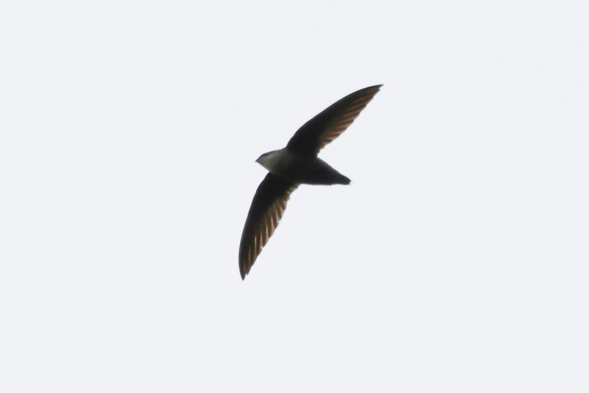 Chimney Swift - Cathy Brown