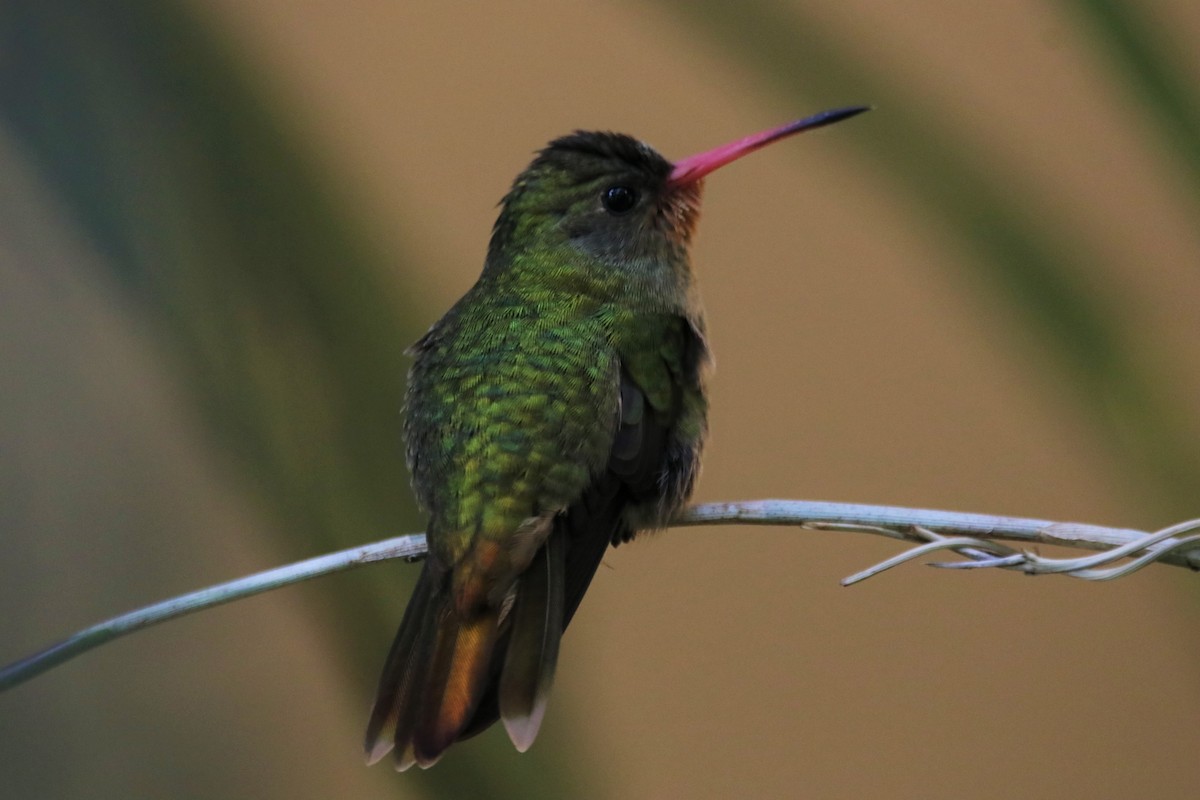 gyllenkolibri - ML619635462