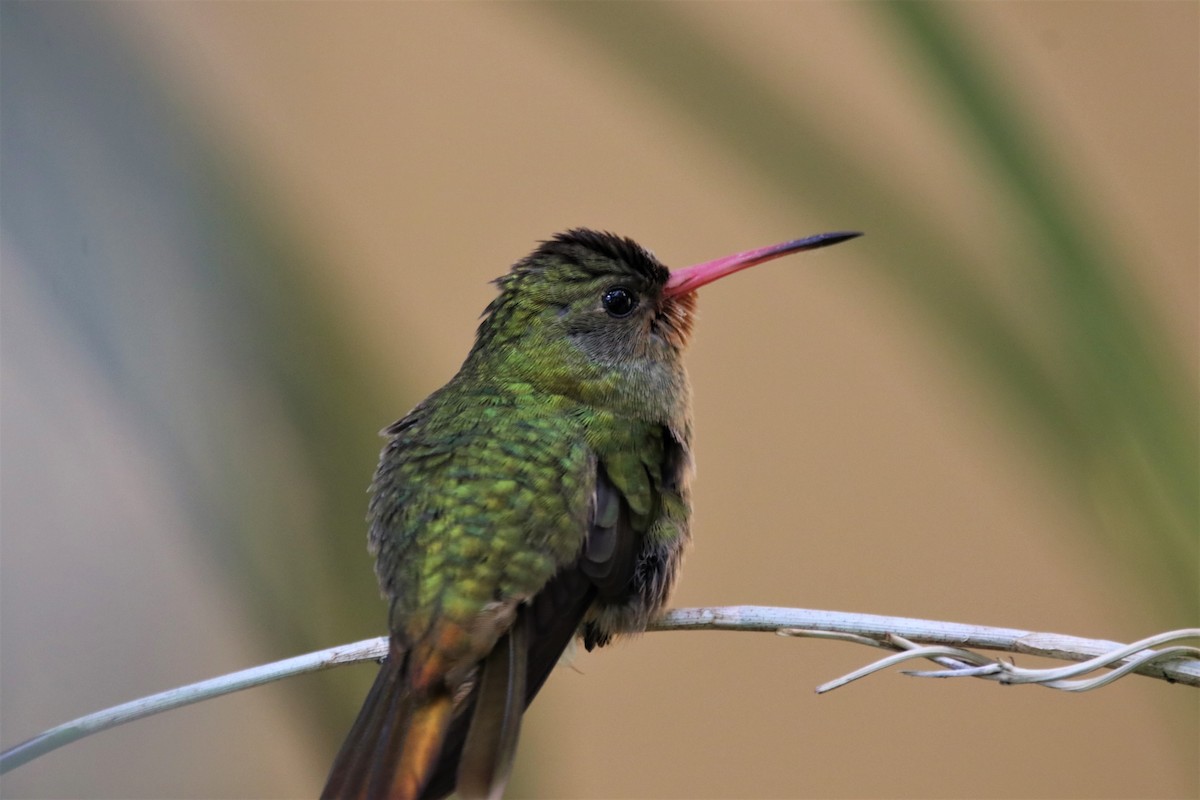 Gilded Hummingbird - Haydee Cabassi