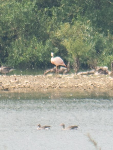 Chilean Flamingo - ML619635465