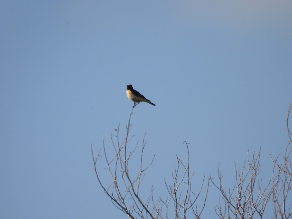 Eastern Black-eared Wheatear - ML619635466