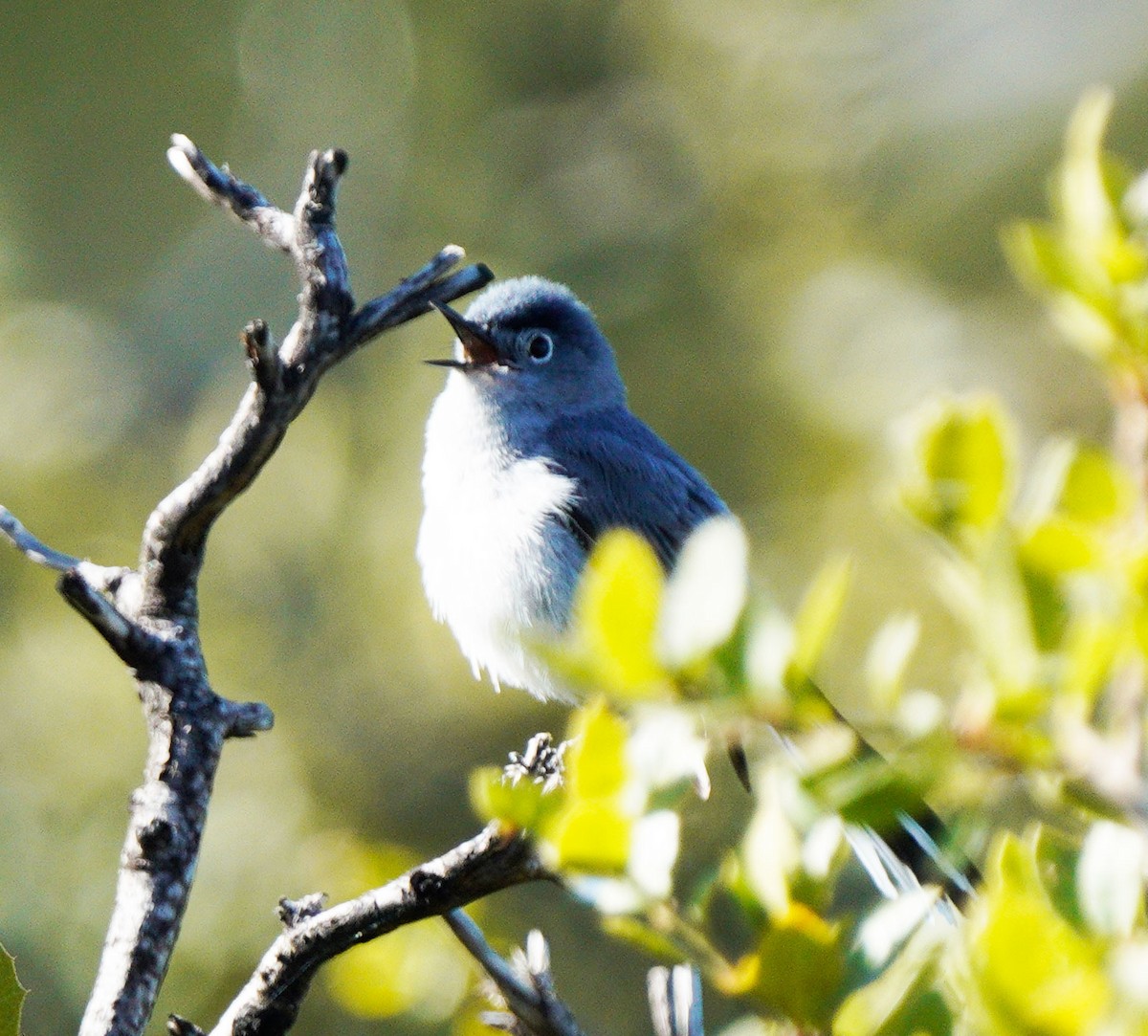 Blue-gray Gnatcatcher - ML619635479