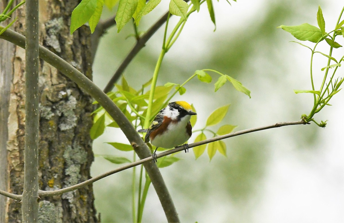 Chestnut-sided Warbler - Marcia Suchy