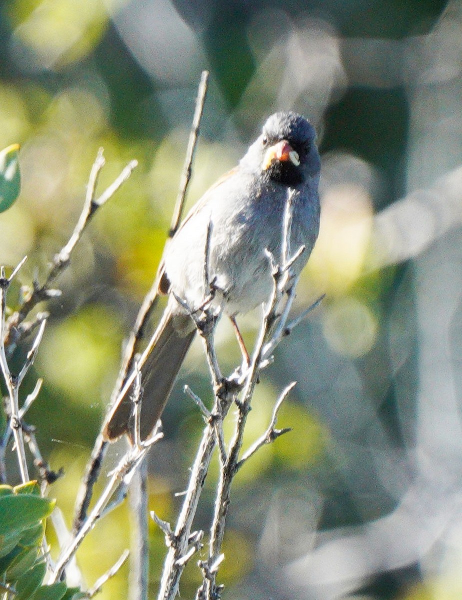 Black-chinned Sparrow - Gaurav Parekh