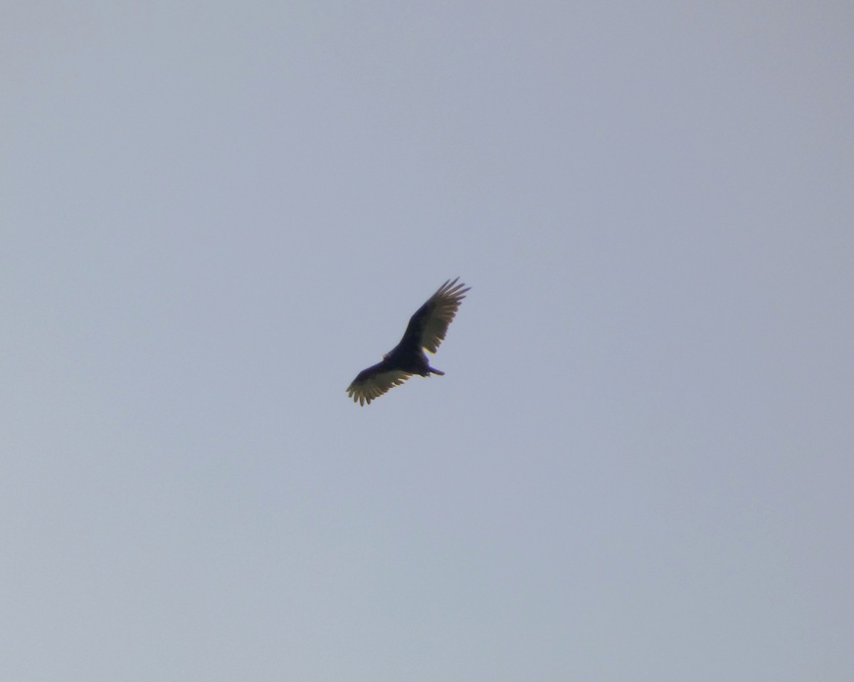 Turkey Vulture - ML619635494