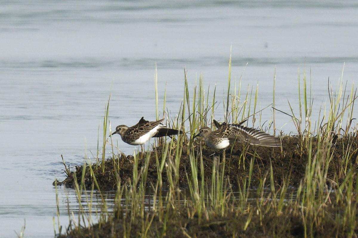 Least Sandpiper - Michel Letendre